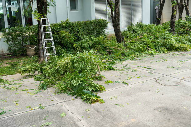 Best Commercial Tree Services  in Amesti, CA